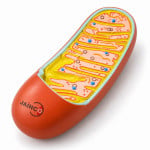Mitochondrion Model
